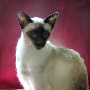 Meet your Posher, Lucinda